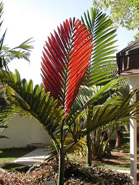 chambeyronia-macrocarpa-red-feather-palm-flamethrower-palm-watermelon-palm