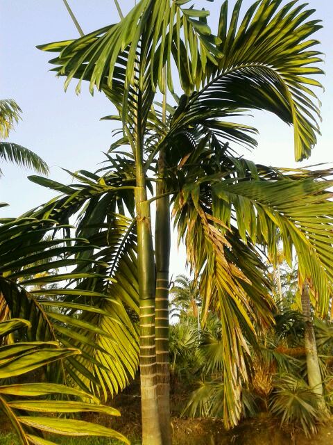 chambeyronia-macrocarpa-red-feather-palm-flamethrower-palm-watermelon-palm