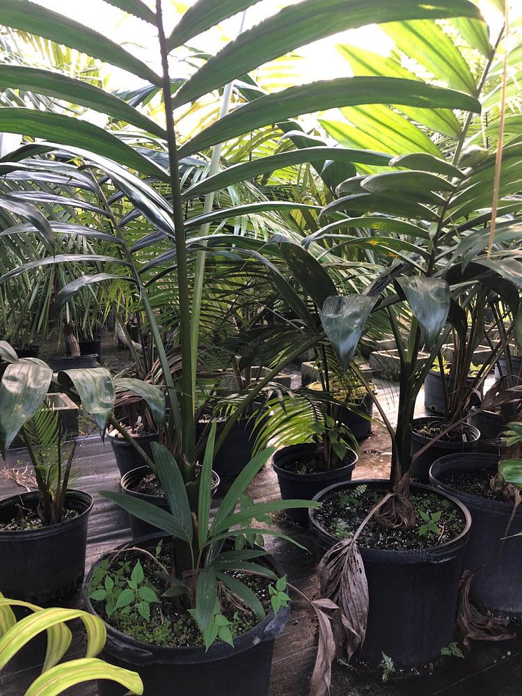 chambeyronia-macrocarpa-red-feather-palm-flamethrower-palm-watermelon-palm