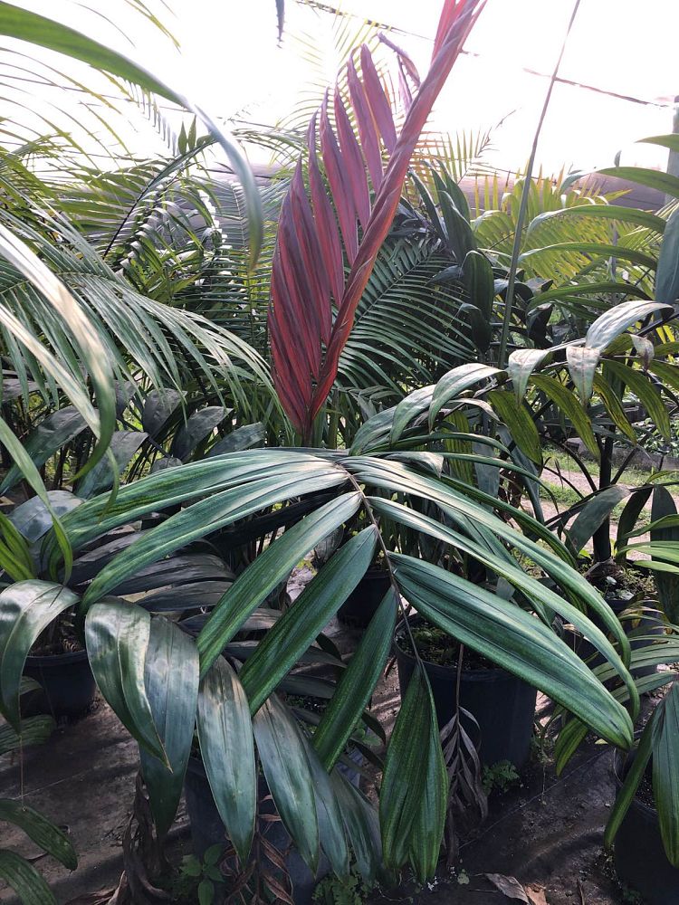 chambeyronia-macrocarpa-red-feather-palm-flamethrower-palm-watermelon-palm