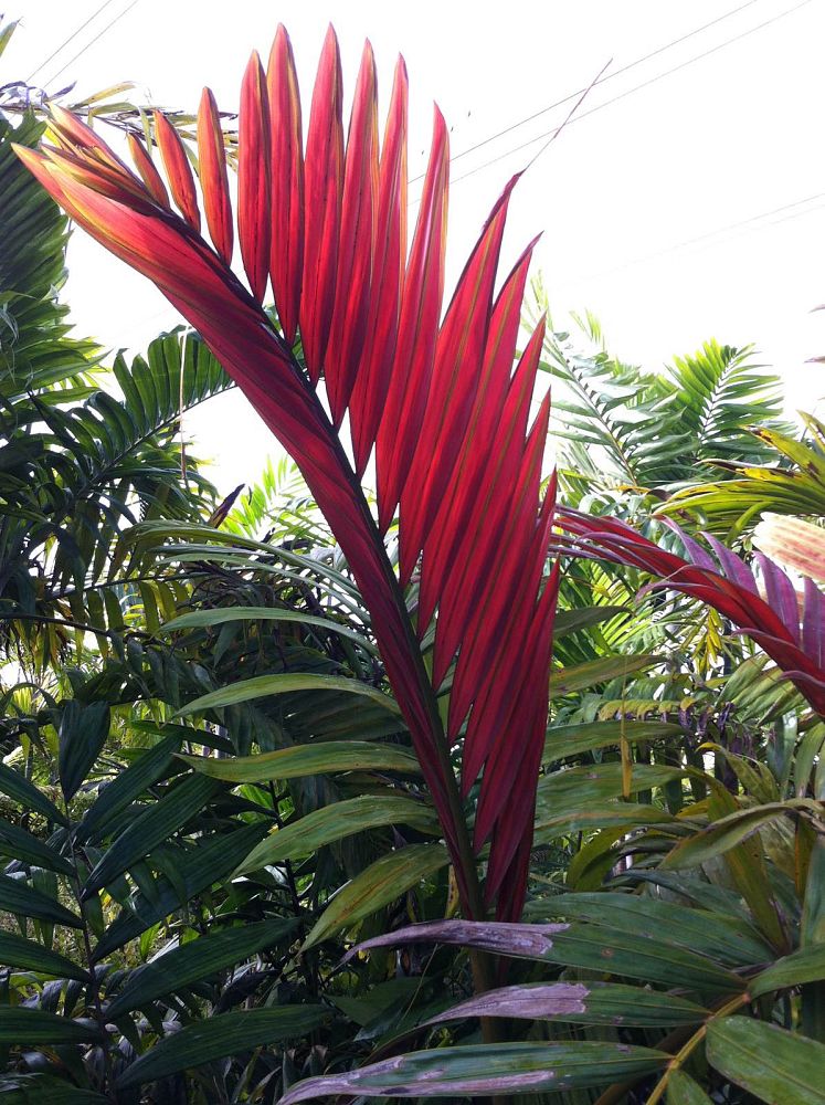 chambeyronia-macrocarpa-red-feather-palm-flamethrower-palm-watermelon-palm