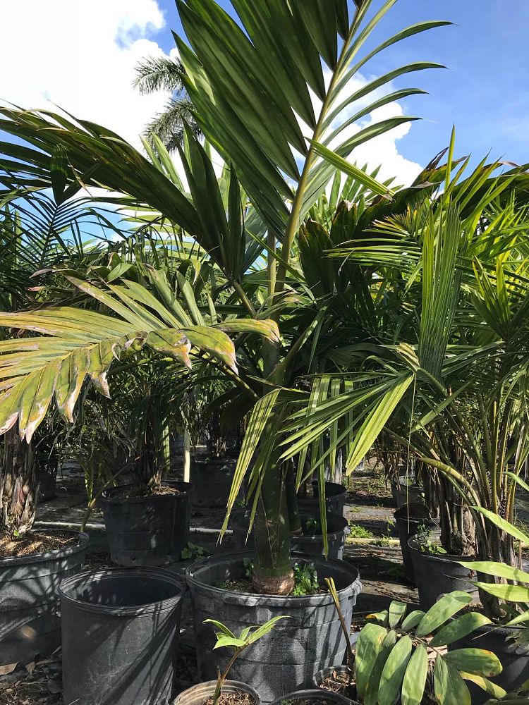 chambeyronia-macrocarpa-red-feather-palm-flamethrower-palm-watermelon-palm