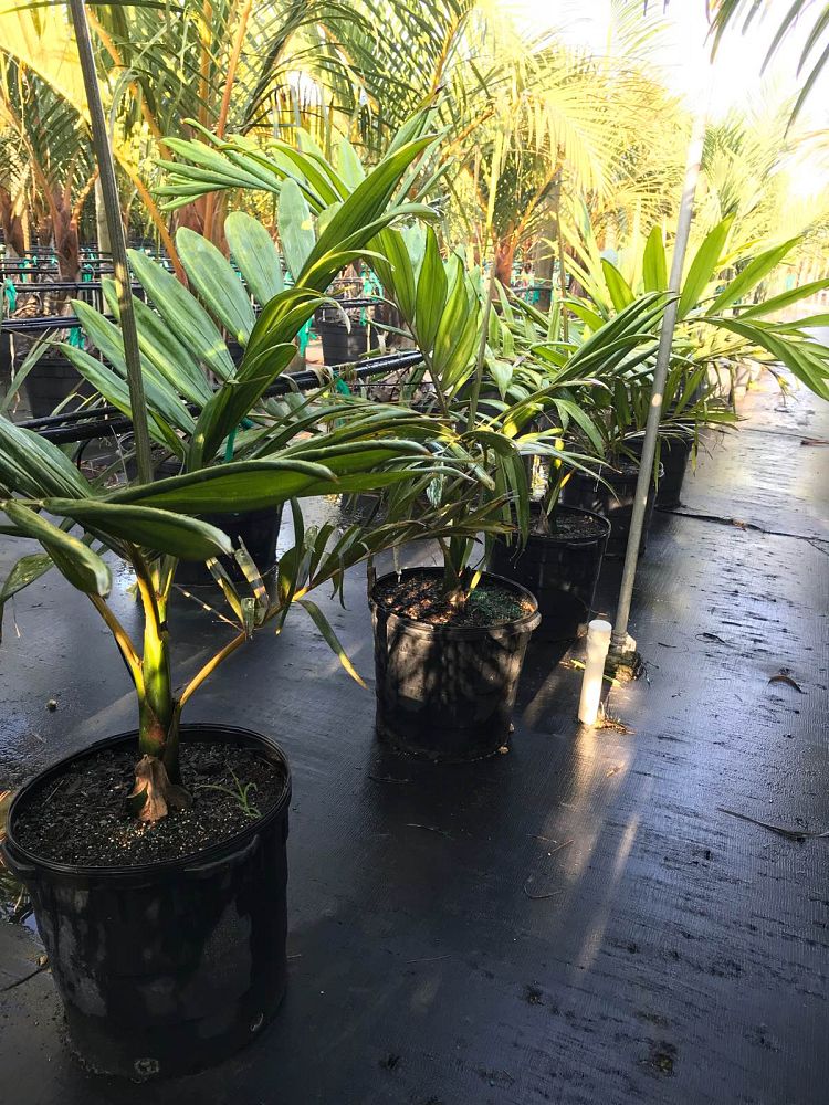 chambeyronia-macrocarpa-red-feather-palm-flamethrower-palm-watermelon-palm