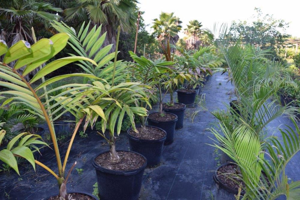 chambeyronia-macrocarpa-red-feather-palm-flamethrower-palm-watermelon-palm