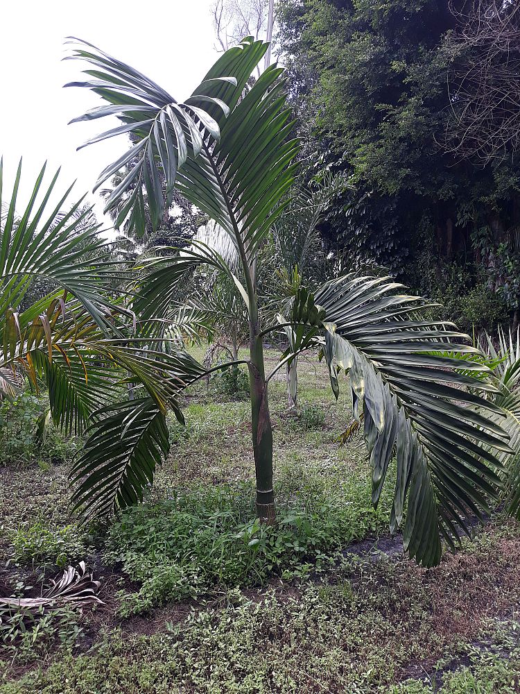 chambeyronia-macrocarpa-red-feather-palm-flamethrower-palm-watermelon-palm