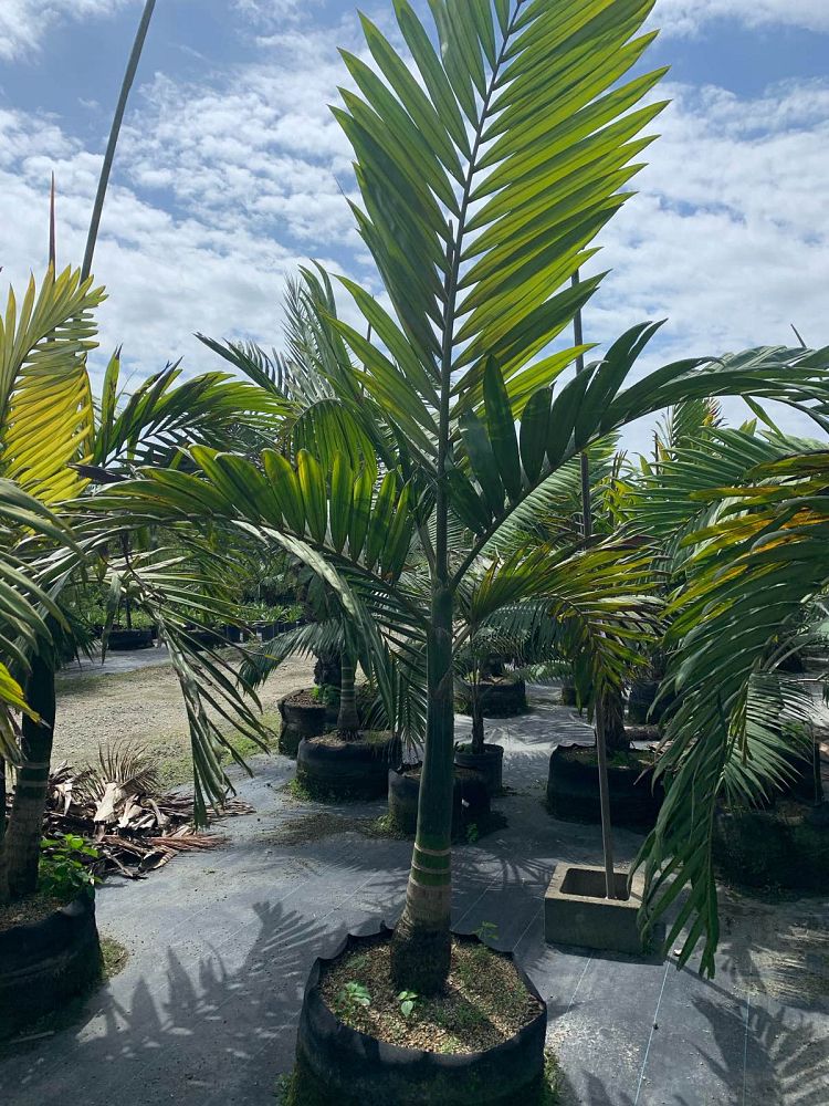 chambeyronia-macrocarpa-red-feather-palm-flamethrower-palm-watermelon-palm