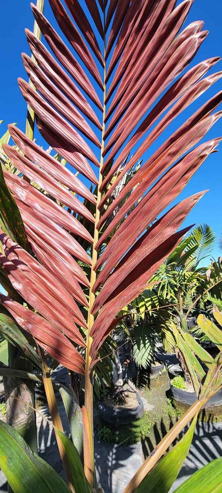chambeyronia-macrocarpa-red-feather-palm-flamethrower-palm-watermelon-palm