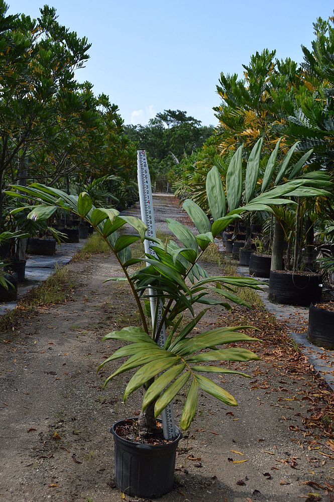 chambeyronia-macrocarpa-red-feather-palm-flamethrower-palm-watermelon-palm