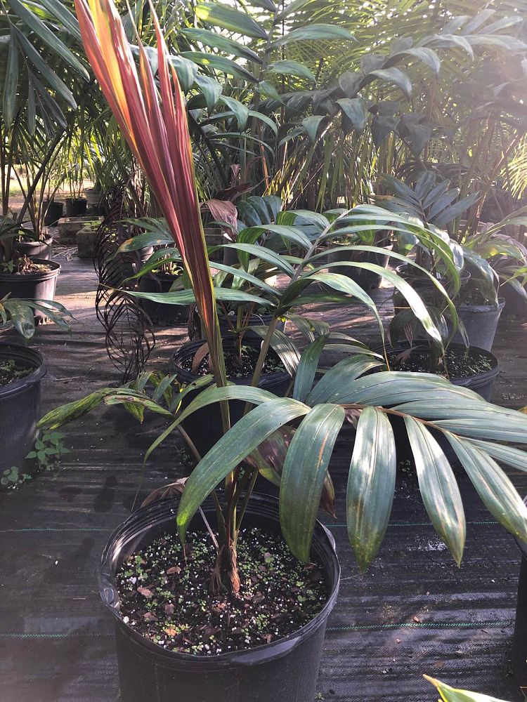 chambeyronia-macrocarpa-red-feather-palm-flamethrower-palm-watermelon-palm