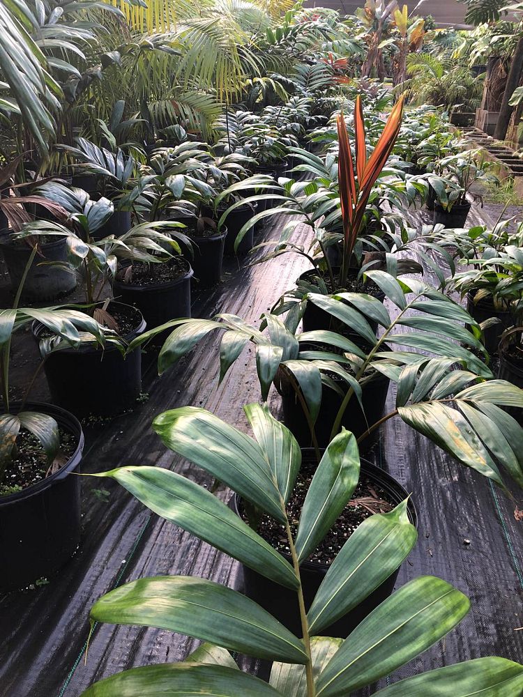 chambeyronia-macrocarpa-red-feather-palm-flamethrower-palm-watermelon-palm