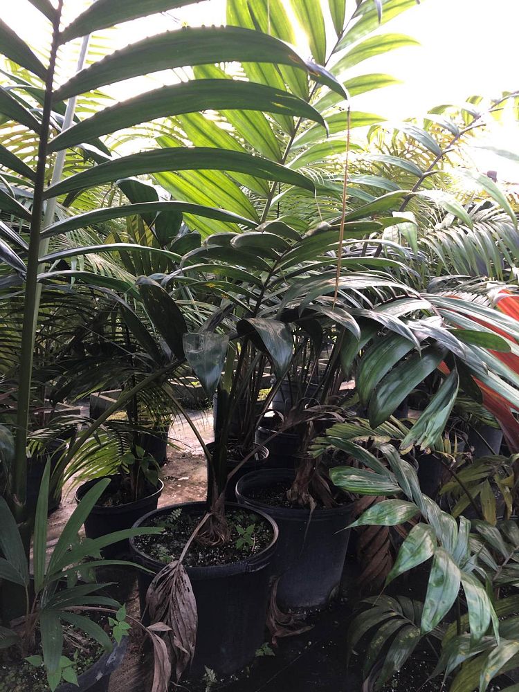 chambeyronia-macrocarpa-red-feather-palm-flamethrower-palm-watermelon-palm