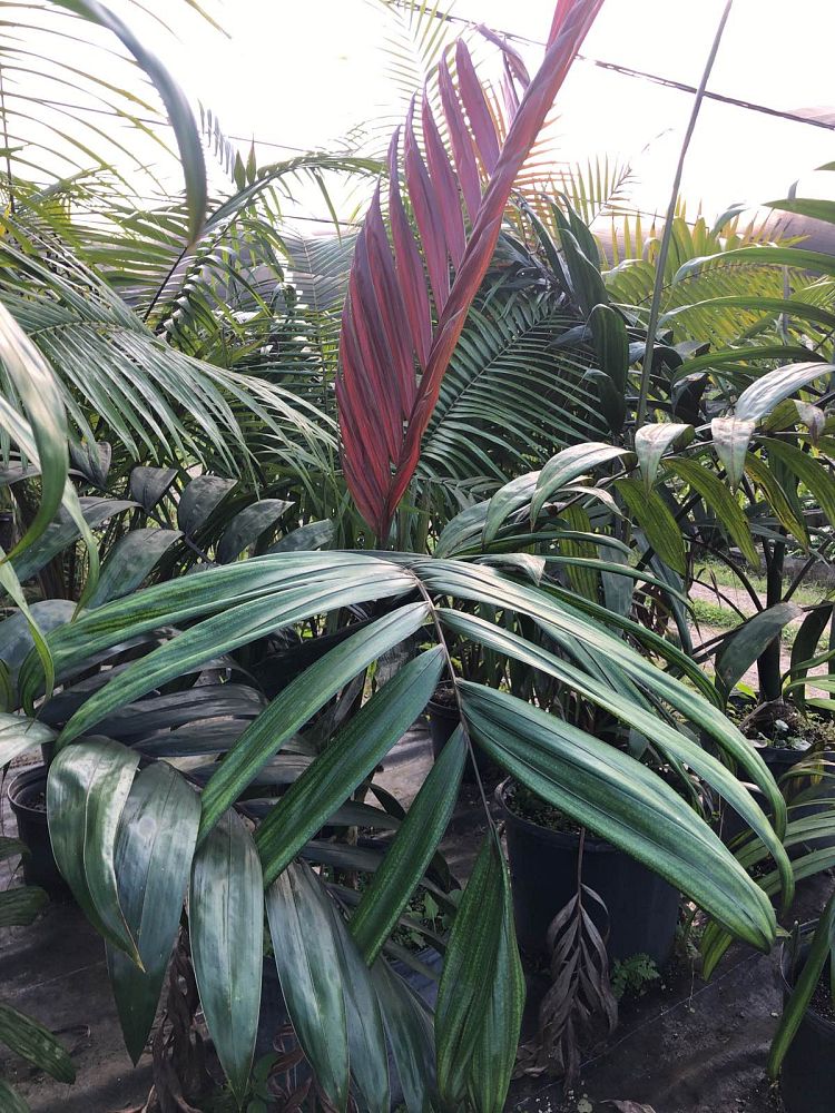 chambeyronia-macrocarpa-red-feather-palm-flamethrower-palm-watermelon-palm