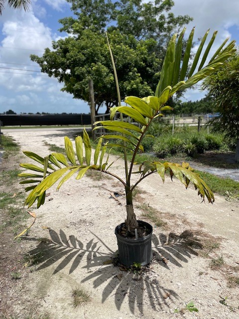 chambeyronia-macrocarpa-red-feather-palm-flamethrower-palm-watermelon-palm