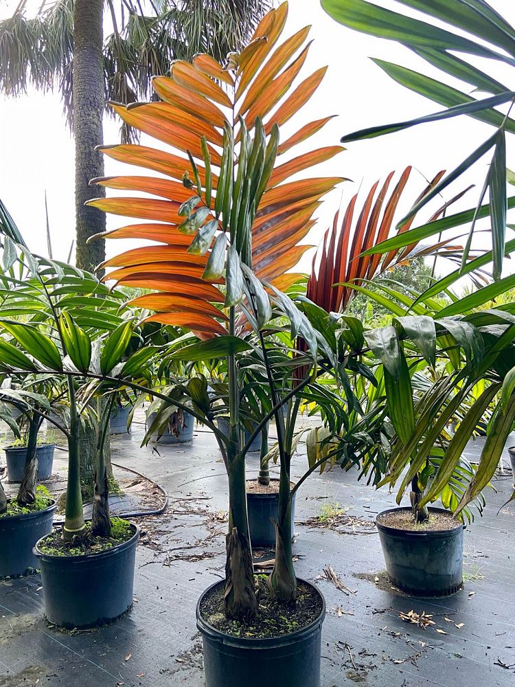 chambeyronia-macrocarpa-red-feather-palm-flamethrower-palm-watermelon-palm
