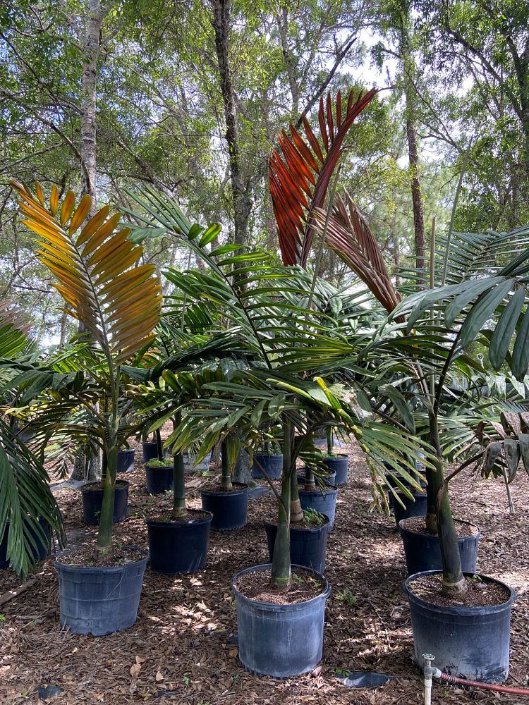 chambeyronia-macrocarpa-red-feather-palm-flamethrower-palm-watermelon-palm
