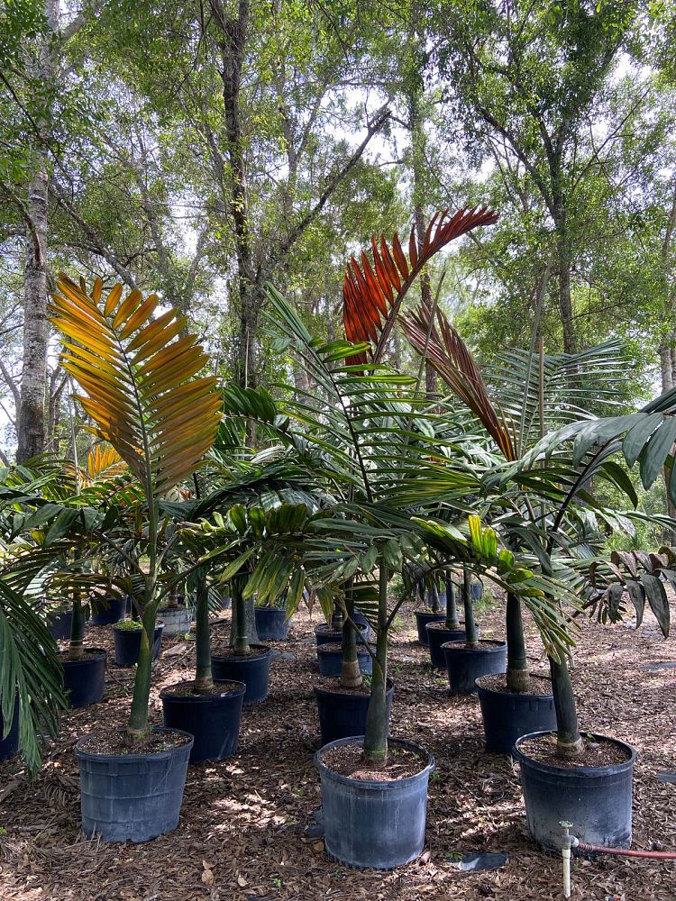 chambeyronia-macrocarpa-red-feather-palm-flamethrower-palm-watermelon-palm