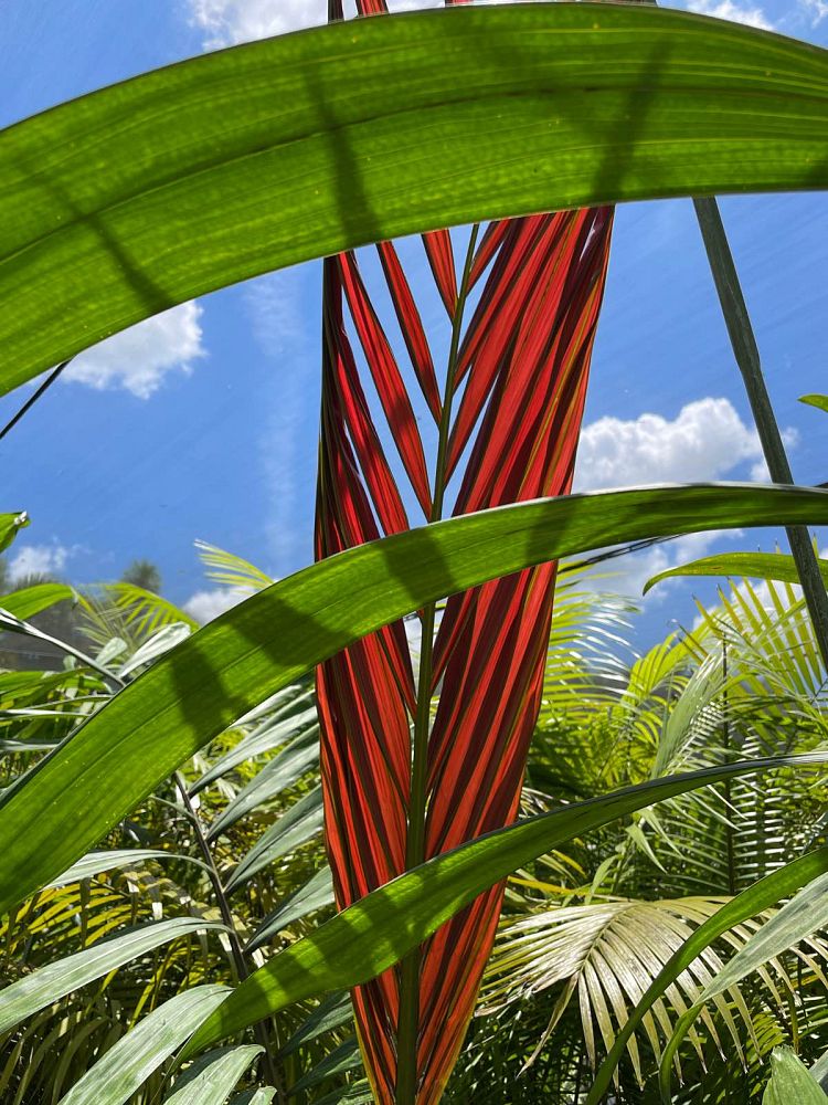 chambeyronia-macrocarpa-red-feather-palm-flamethrower-palm-watermelon-palm