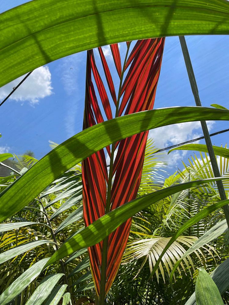 chambeyronia-macrocarpa-red-feather-palm-flamethrower-palm-watermelon-palm