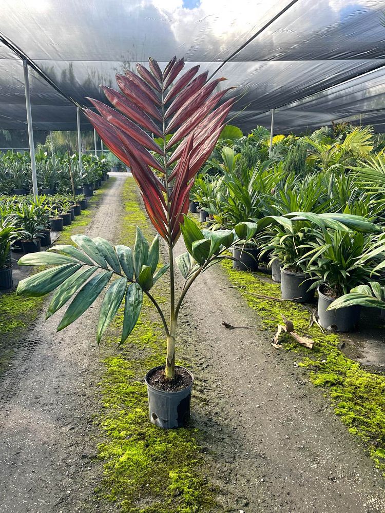 chambeyronia-macrocarpa-red-feather-palm-flamethrower-palm-watermelon-palm