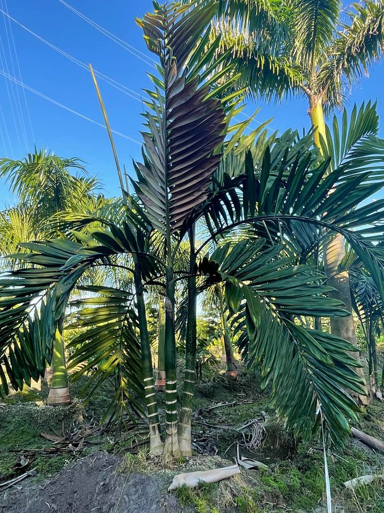 chambeyronia-macrocarpa-red-feather-palm-flamethrower-palm-watermelon-palm
