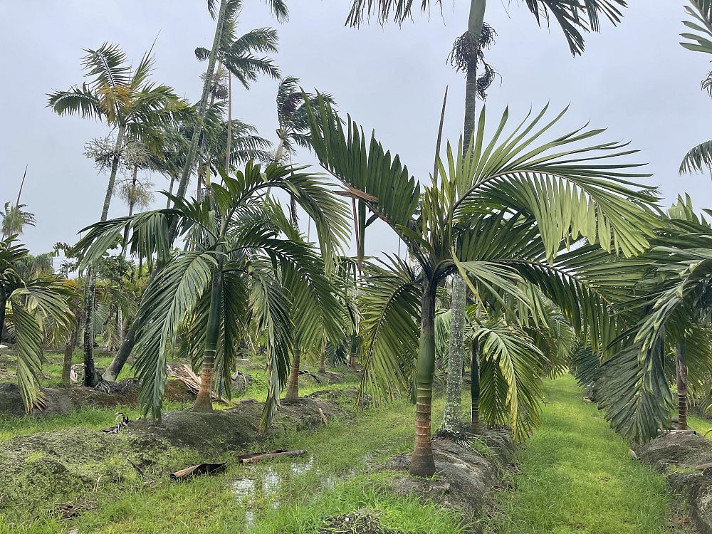 chambeyronia-macrocarpa-red-feather-palm-flamethrower-palm-watermelon-palm