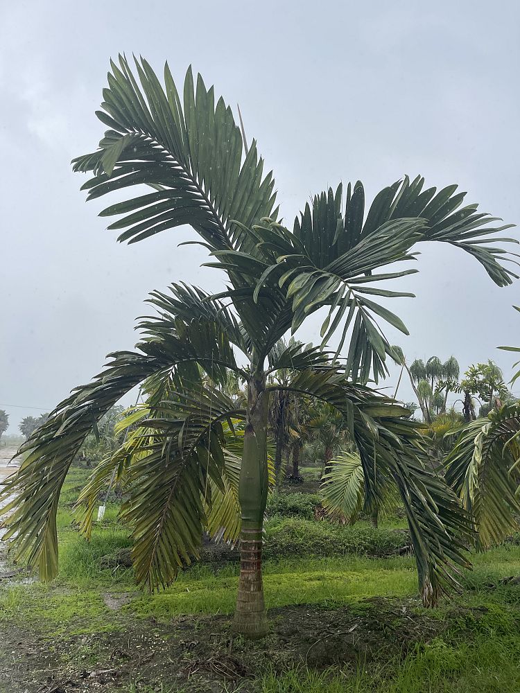 chambeyronia-macrocarpa-red-feather-palm-flamethrower-palm-watermelon-palm