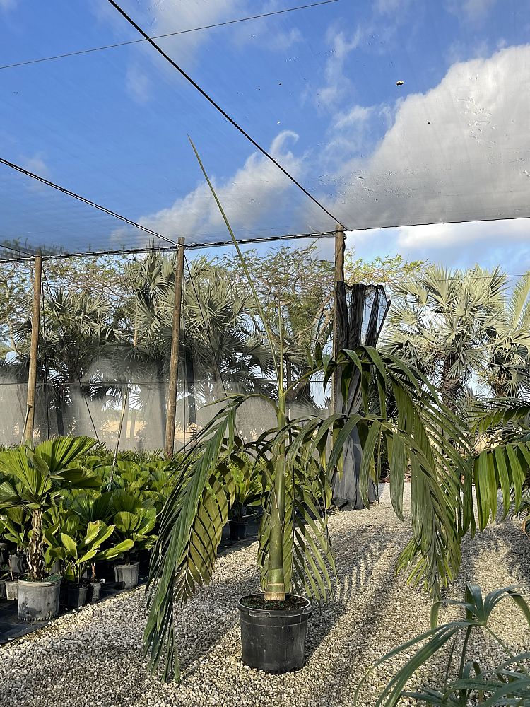chambeyronia-macrocarpa-red-feather-palm-flamethrower-palm-watermelon-palm