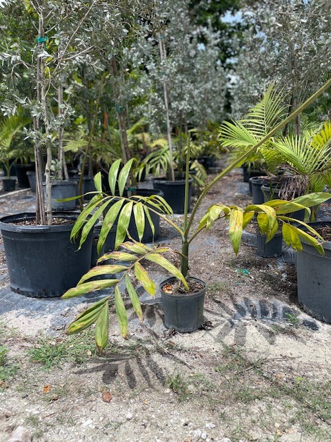 chambeyronia-macrocarpa-red-feather-palm-flamethrower-palm-watermelon-palm