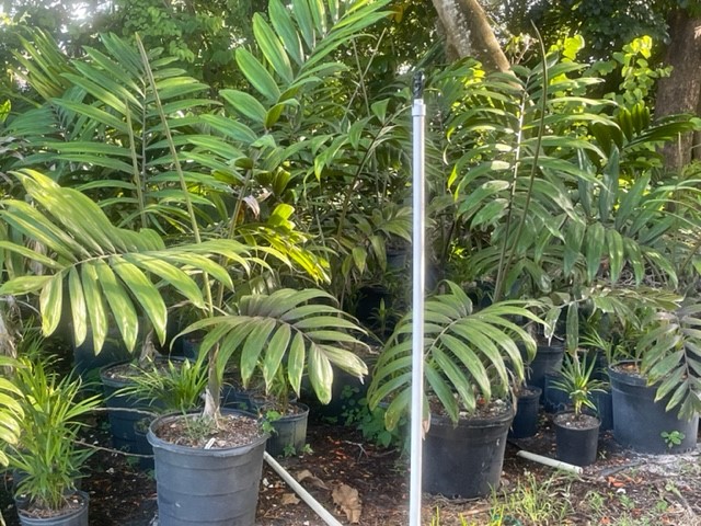 chambeyronia-macrocarpa-red-feather-palm-flamethrower-palm-watermelon-palm