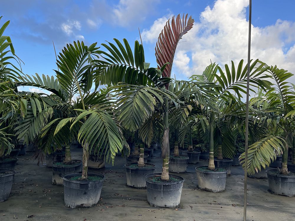 chambeyronia-macrocarpa-red-feather-palm-flamethrower-palm-watermelon-palm