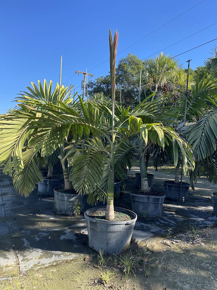 chambeyronia-macrocarpa-red-feather-palm-flamethrower-palm-watermelon-palm