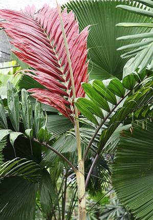 chambeyronia-macrocarpa-red-feather-palm-flamethrower-palm-watermelon-palm
