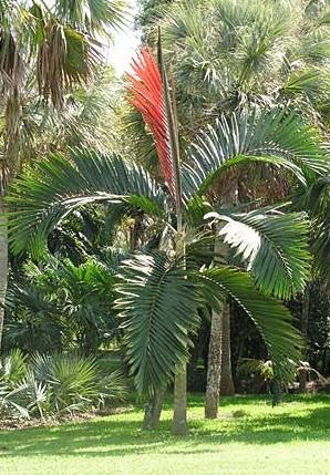 chambeyronia-macrocarpa-red-feather-palm-flamethrower-palm-watermelon-palm