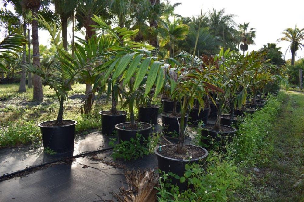 chambeyronia-macrocarpa-red-feather-palm-flamethrower-palm-watermelon-palm