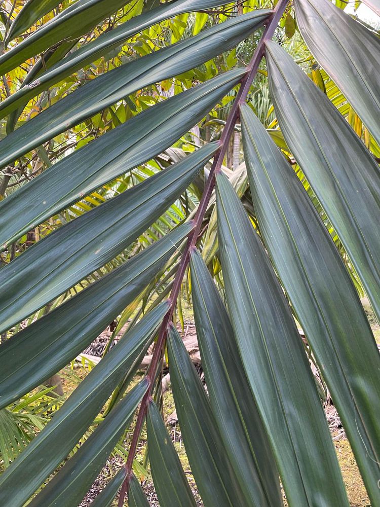 chambeyronia-macrocarpa-red-feather-palm-flamethrower-palm-watermelon-palm