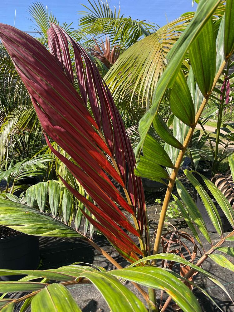 chambeyronia-macrocarpa-red-feather-palm-flamethrower-palm-watermelon-palm