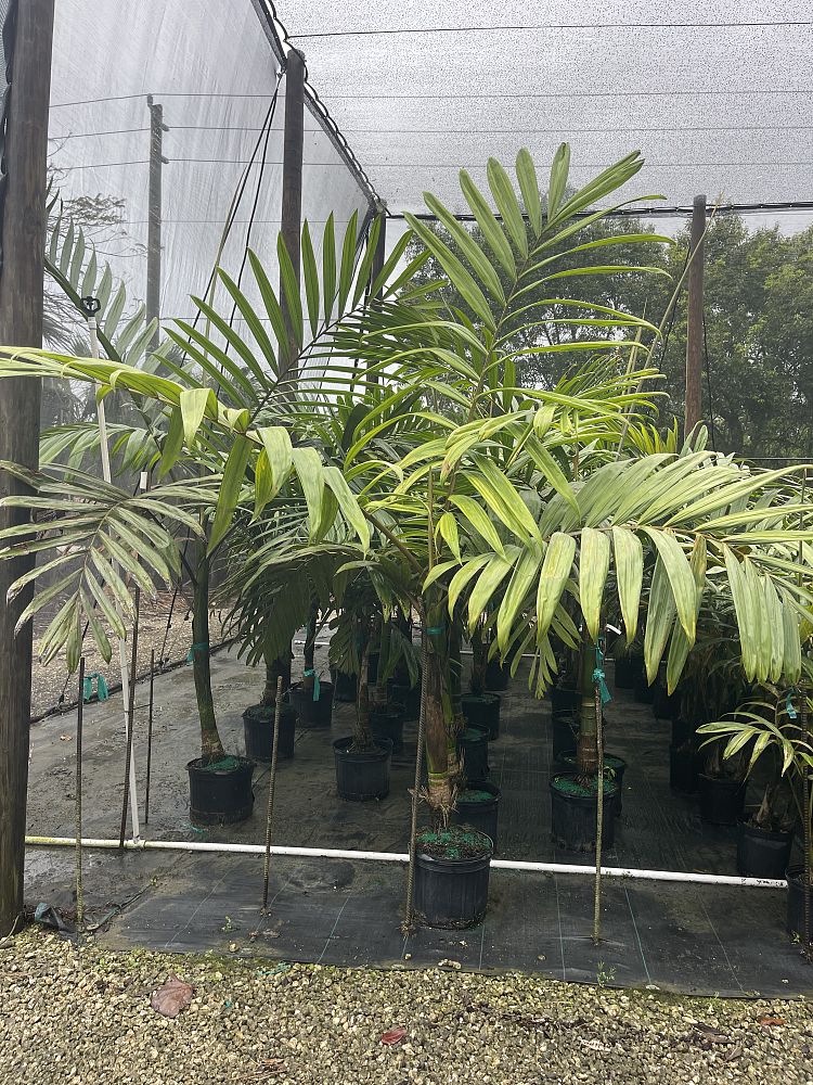 chambeyronia-macrocarpa-red-feather-palm-flamethrower-palm-watermelon-palm