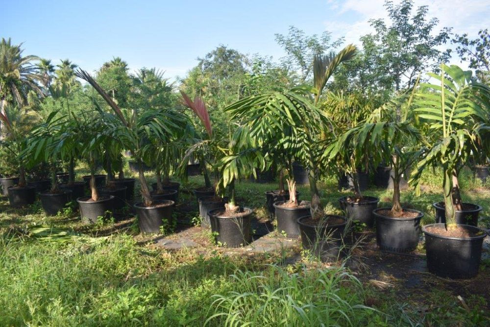 chambeyronia-macrocarpa-red-feather-palm-flamethrower-palm-watermelon-palm