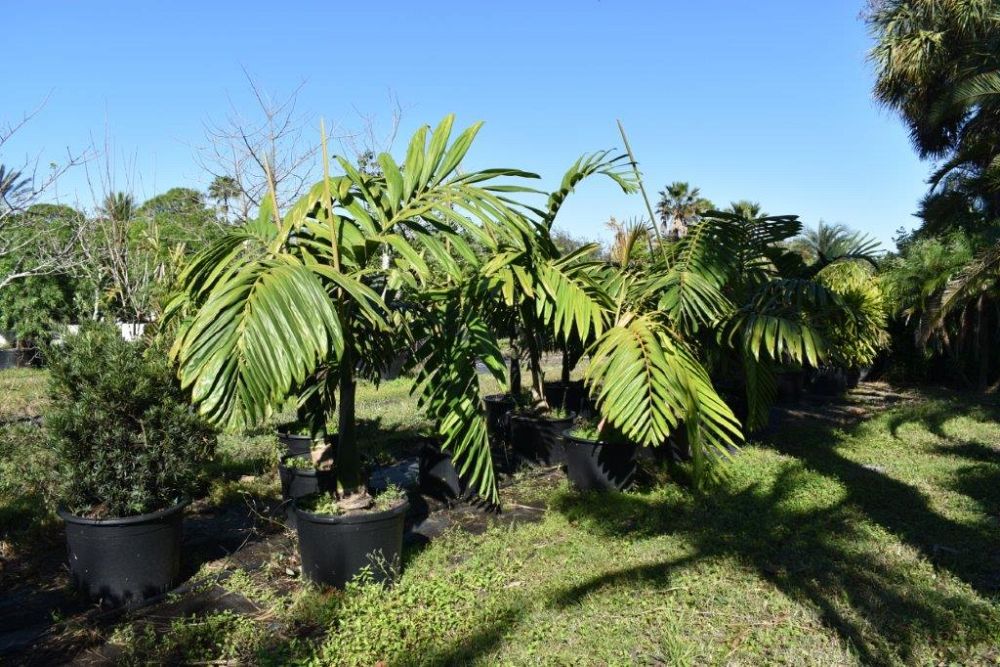 chambeyronia-macrocarpa-red-feather-palm-flamethrower-palm-watermelon-palm