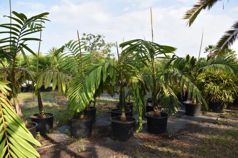 chambeyronia-macrocarpa-red-feather-palm-flamethrower-palm-watermelon-palm