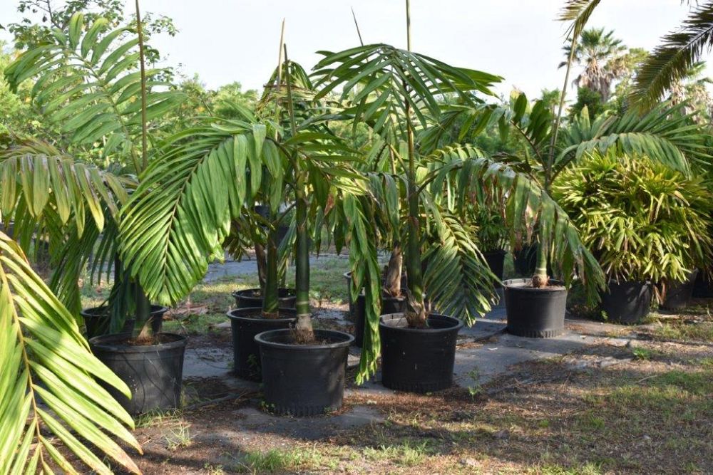 chambeyronia-macrocarpa-red-feather-palm-flamethrower-palm-watermelon-palm