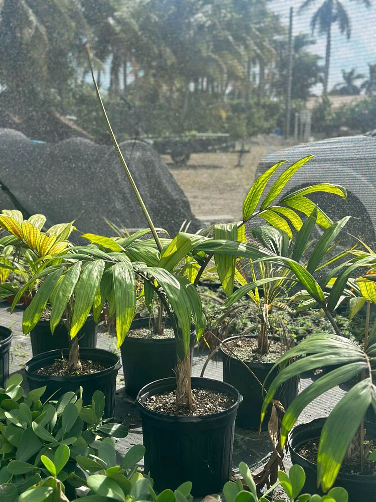 chambeyronia-macrocarpa-red-feather-palm-flamethrower-palm-watermelon-palm