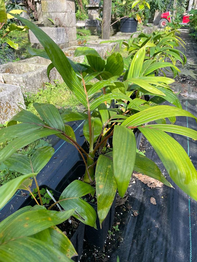 chambeyronia-macrocarpa-red-feather-palm-flamethrower-palm-watermelon-palm