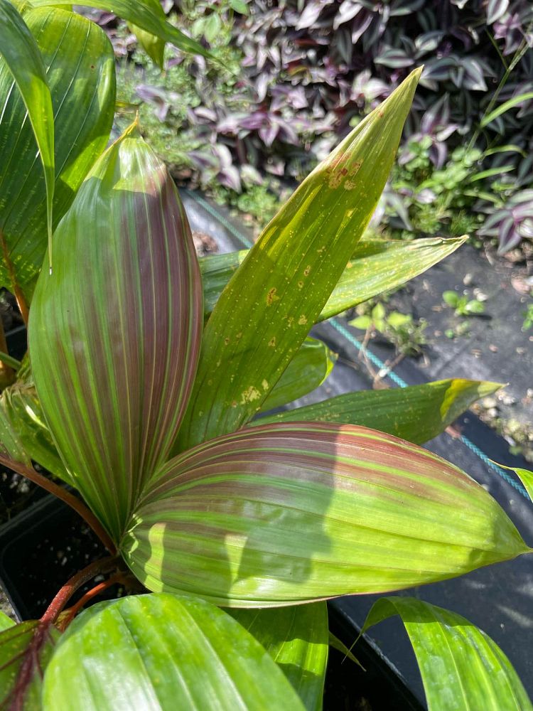 chambeyronia-macrocarpa-red-feather-palm-flamethrower-palm-watermelon-palm