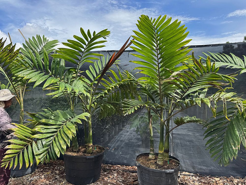 chambeyronia-macrocarpa-red-feather-palm-flamethrower-palm-watermelon-palm