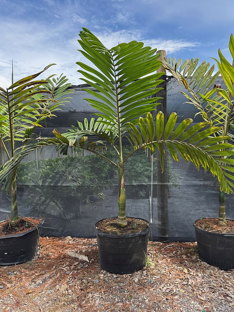 chambeyronia-macrocarpa-red-feather-palm-flamethrower-palm-watermelon-palm