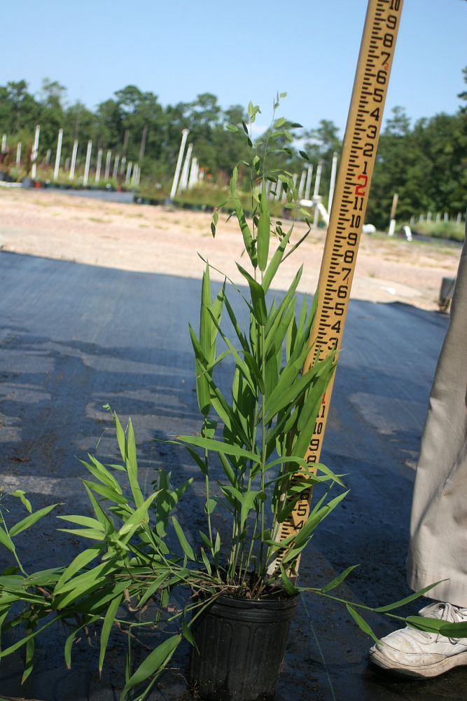 chasmanthium-latifolium-inland-sea-oats-river-oats
