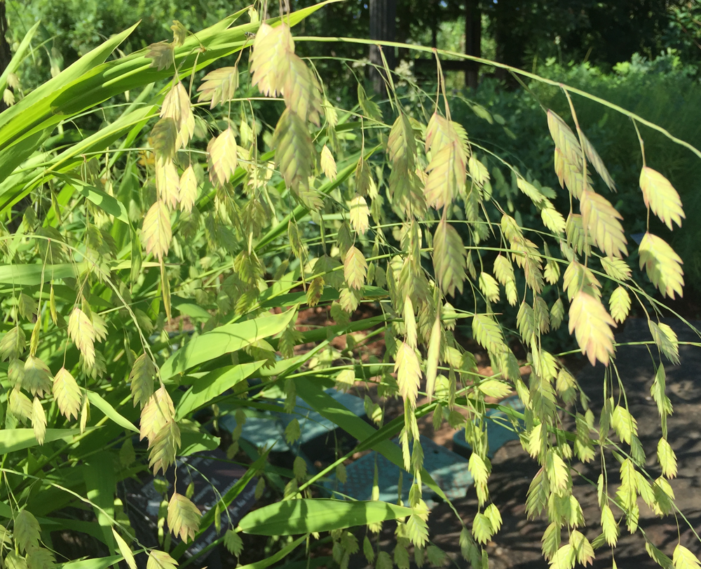 chasmanthium-latifolium-inland-sea-oats-river-oats