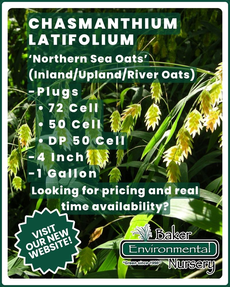 chasmanthium-latifolium-inland-sea-oats-river-oats
