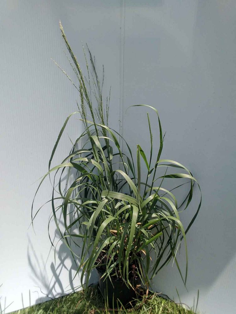 chasmanthium-latifolium-inland-sea-oats-river-oats
